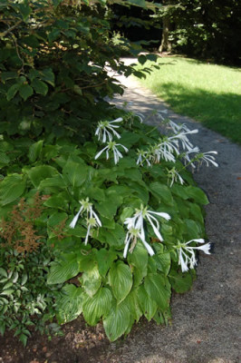 Hosta_plantaginea_Japonica_0173_79.jpg