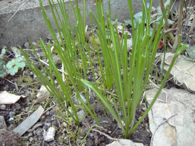 PICT0927.JPG