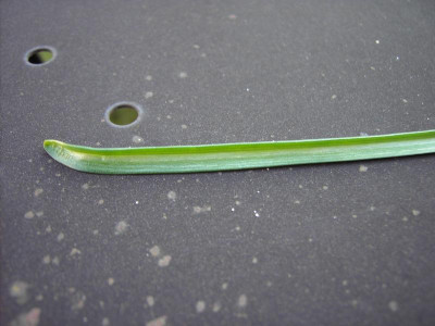 PICT0930.JPG