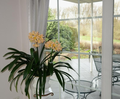 Klivie mit pfirsichfarbener Blüte - 28.3.2016.jpg