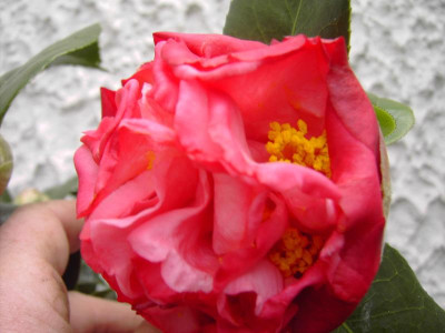 PICT0943.JPG