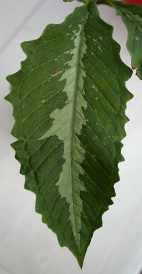 IMG_1838_eArisaema_sikokianum_variegatum_Blatt.JPG