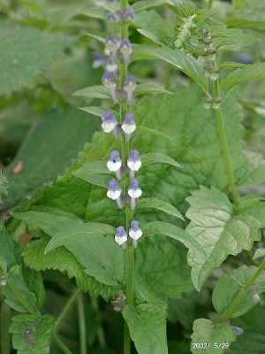 05290028_eScutellaria_altissima.JPG