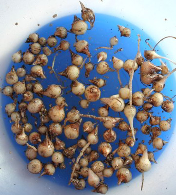 IMG_1835_eArisaema_sikokianum_Aussaat03-2006.JPG