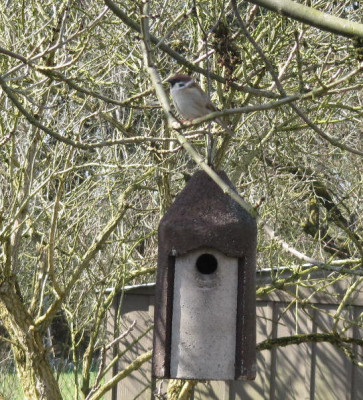 Feldsperling MGP 160328.jpg