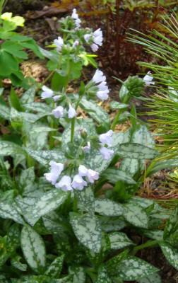 Pulmonaria-Opal.14-1.jpg