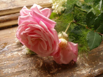 schwagers_rose_bluete.jpg