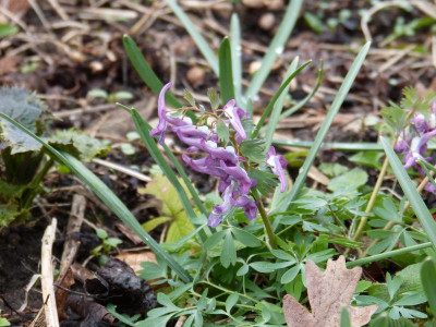 2016-03-29 Corydalis solida 1.jpg