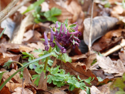 2016-03-29 Corydalis solida 2.jpg