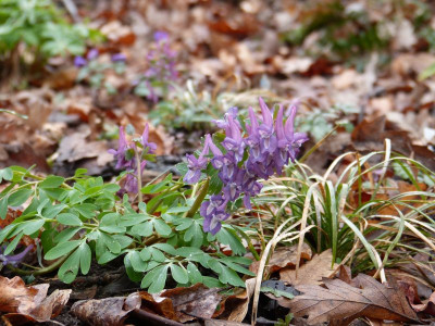 2016-03-29 Corydalis solida 3.jpg