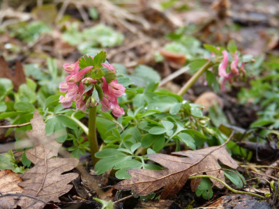 2016-03-29 Corydalis solida 4.jpg