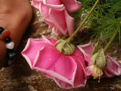 schwagers_rose_groesse.jpg