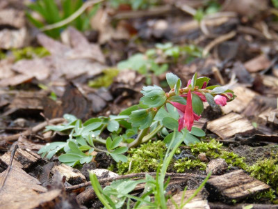 2016-03-29 Corydalis solida 5.jpg