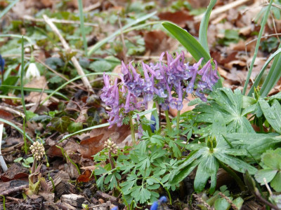2016-03-29 Corydalis solida 6.jpg