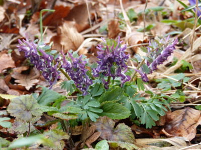 2016-03-29 Corydalis solida 7.jpg
