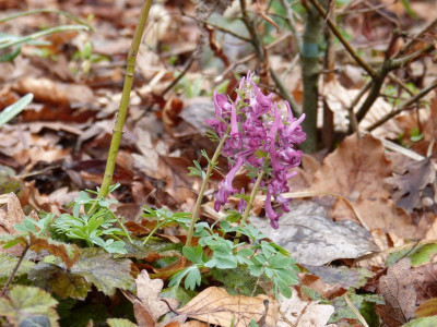 2016-03-29 Corydalis solida 8.jpg