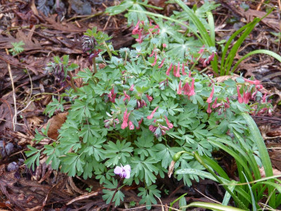 2016-03-29 Corydalis transylvanica.jpg