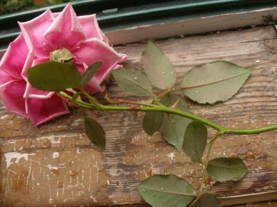 schwagers_rose_boden_und_stachel.jpg