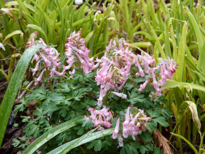 2016-03-29 Corydalis 'Beth Evans'.jpg