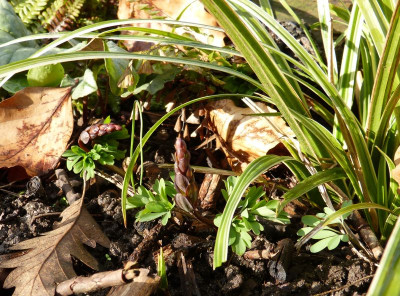 2016-03-29 Corydalis cava.jpg