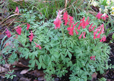 Corydalis solida rot 160329.jpg