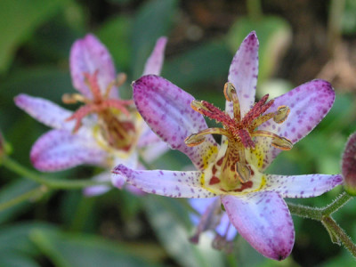 Tricyrtis_Taiwan_Abdane.jpg