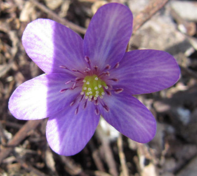 Hepatca mit Jap. 160318.jpg