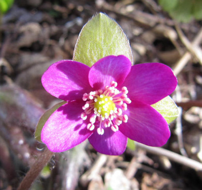 Hepatica kräftig pink 160328.jpg
