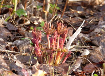 2016-03-29 Dicentra spectabilis 'Gold Heart'.jpg