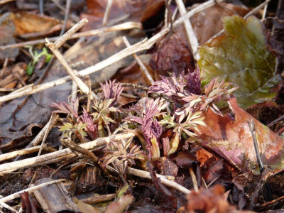 2016-03-29 Dicentra spectabilis 'Valentine'.jpg
