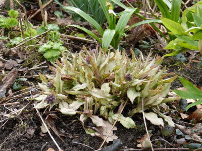 2016-03-27 Pulmonaria 'Majeste'.jpg