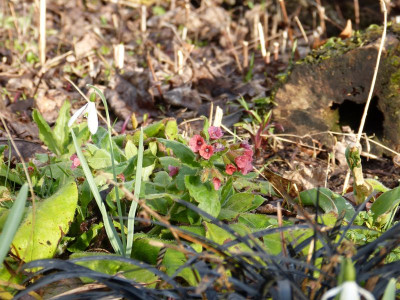 2016-03-29 Pulmonaria rubra.jpg