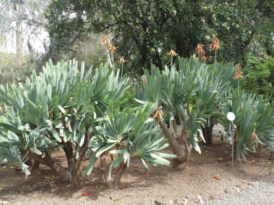 Aloe plicatilis_Botanico_P1100457.JPG