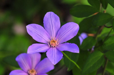 Cl_Delightful_Scent_0005_resize.JPG