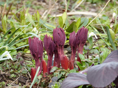 2016-03-27 Paeonia mlokosewitschii.jpg