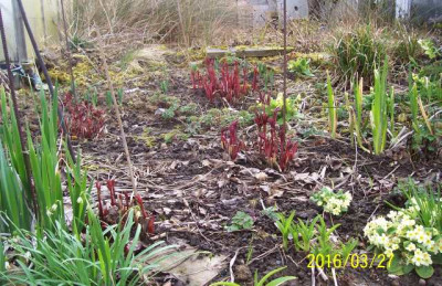 100_6192 Päonienbeet.jpg