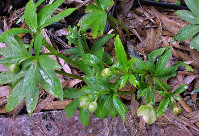 h.occidentalis white.jpg
