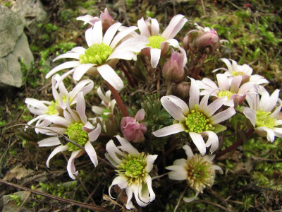 callianthemum anemonoides (5).JPG