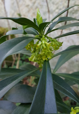 Daphne_detail_kl.jpg