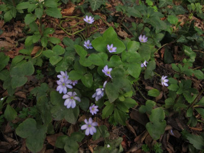 hepaticablass.img.JPG