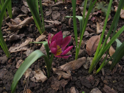 wildtulperot.img.JPG