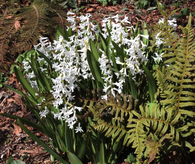 IMG_3525_eHyacinthus orientalis_Axel.JPG
