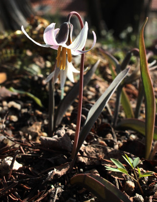IMG_3512_eErythronium albidum.JPG