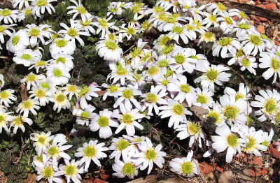 IMG_3521_eCallianthemum anemonoides.JPG