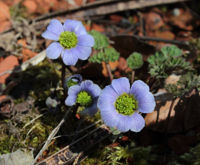 IMG_3514_eCallianthemum farreri.JPG