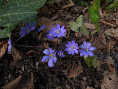hepatica16.img.JPG