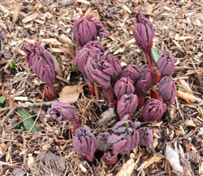 IMG_3537_ePaeonia daurica ssp mloko.JPG