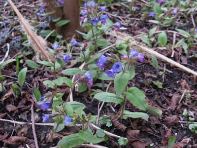 Pulmonaria Azurea (Kopie).jpg