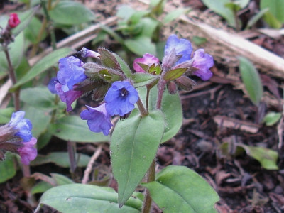 Pulmonaria Azurea nah (Kopie).jpg