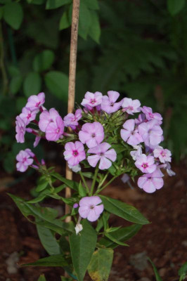 DSC_0208.jpg